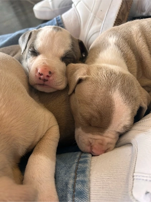 American Bully mix Welpen