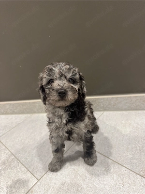 toy pudel merle welpe mini 700 gr