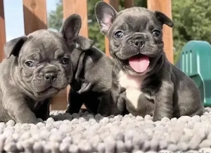  Zuckersüße Französische Bulldoggen Welpen mit Ahnentafel