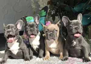 Wunderschöne Französische Bulldogge Welpen