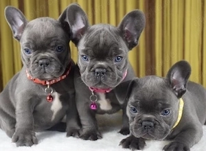 Französische Bulldoggen Welpen 