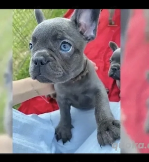 Französische Bulldoggen Welpen suchen ein schönes Zuhause 
