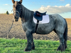 Pferde Box Offenstall gesucht