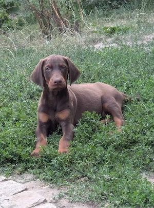 Wunderschöne Dobermann welpen!! Bild 2