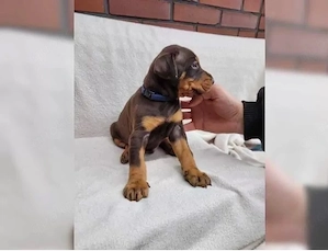 Wunderschöne Dobermann welpen!! Bild 3