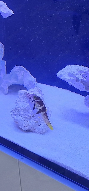 Sattel-Spitzkopf Kugelfisch