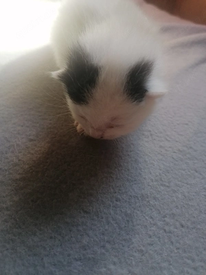 Kleine Katzedame sucht ein neues Zuhause 