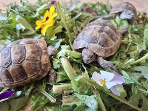 Maurische Landschildkröten NZ 2024
