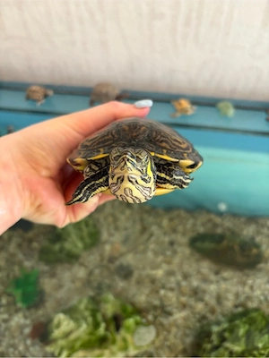 Schildkröte mit großem Aquarium