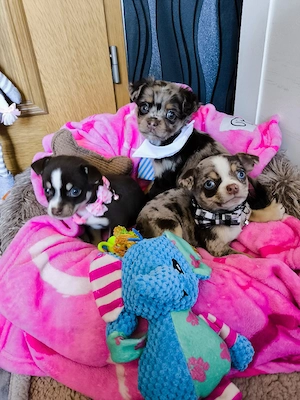 Süße kleine Chihuahua Pinscher Mix Welpen   