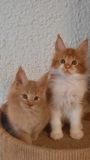 Maine Coon mit  Stammbaum. 