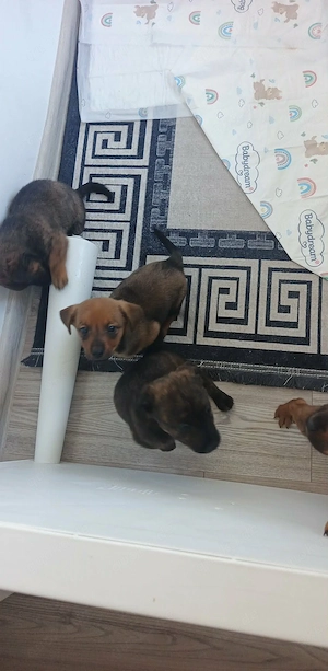 Süße Welpen suchen ein liebevolles Zuhause   (klein bleibend)