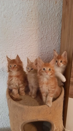 Maine Coon kitten mit Stammbaum. 