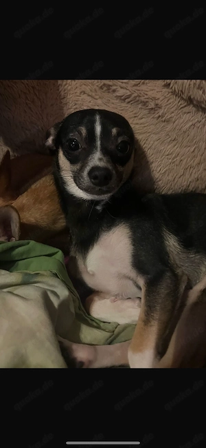 Süßer Chihuahua Welpe