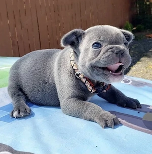 Französische Bulldoggen Welpen suchen ein schönes Zuhause 