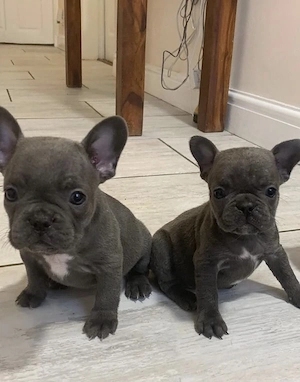  Zuckersüße Französische Bulldoggen Welpen mit Ahnentafel