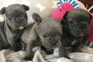 Französische Bulldoggen Welpen 