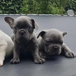Französische Bulldoggen Welpen 