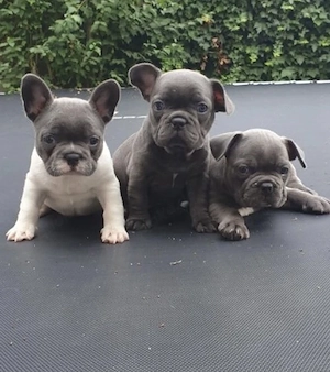 Französische Bulldoggen Welpen 