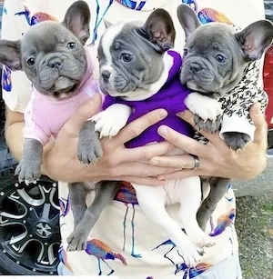 Französische Bulldoggen Welpen 