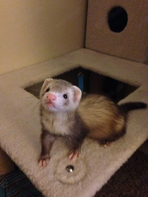 Süße Frettchen zahm, gesund & verspielt suchen liebevolles Zuhause in Düsseldorf & Köln