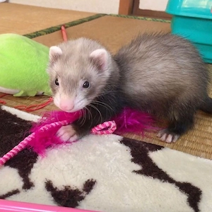 Süße Frettchen DRINGEND abzugeben in Köln 