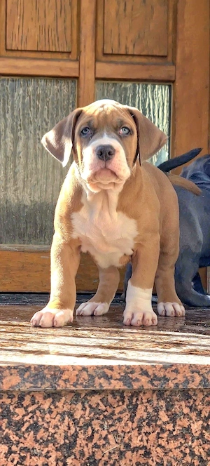 American Bully Welpe