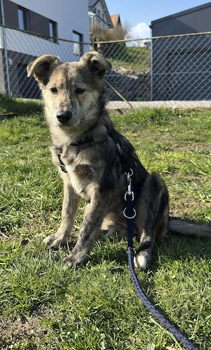 Zuckersüße Ginger sucht.....