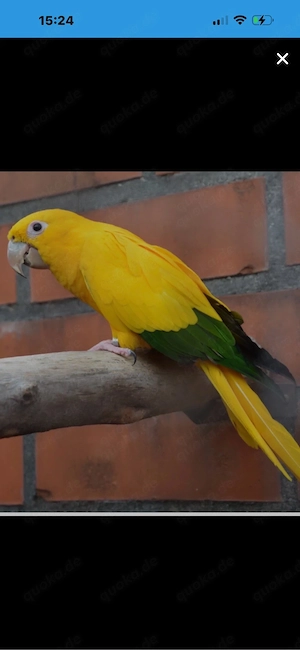 super lieber zahmer Goldsittich 