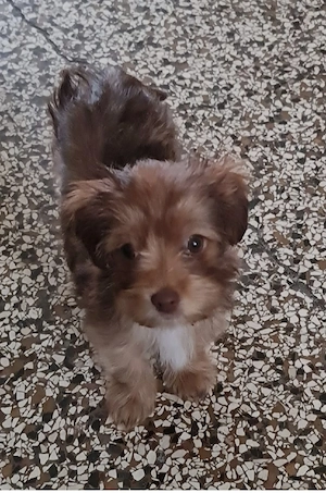 Süße kleinbleibende Pudel Mischlings Welpen.