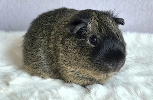 California Meerschweinchen Böckchen