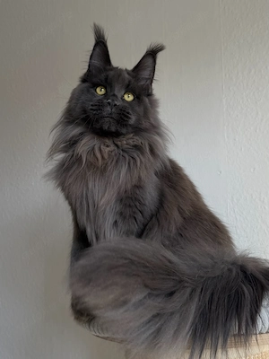 Maine Coon Kater 