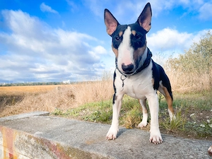Miniatur Bullterrier Rüde EINZELPLATZ