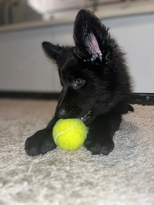 Siberian Husky Welpe