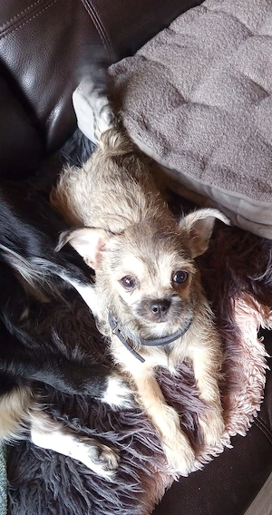 Chihuahua mischlingshündin 8 Monate