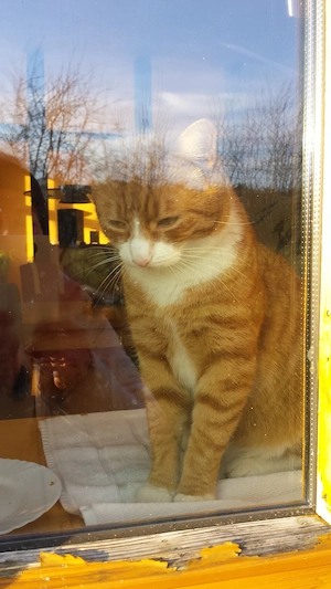 2 Kitten bis 6 Monate