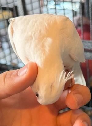 Zahmer Nymphensittich