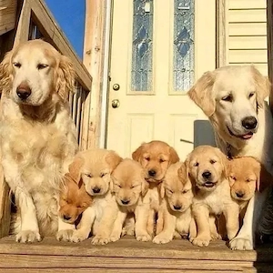 Golden Retriever Welpen