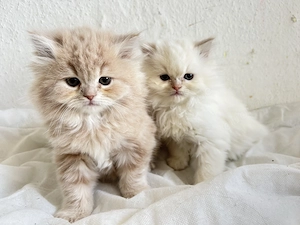 Perserbabys mit Nase 