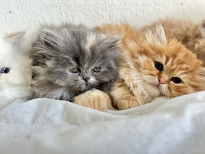 Perserbabys mit Nase 