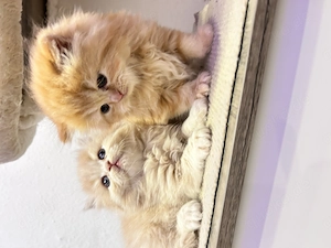 Perserbabys mit Nase 