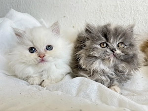 Perserbabys mit Nase 