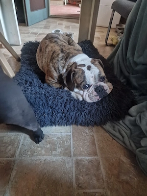 Olde English Bulldogge