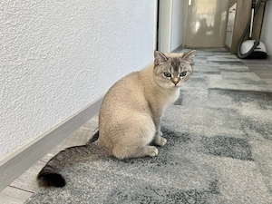 BKH Katze, reinrassig