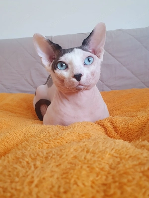 Sphynx Deckkater