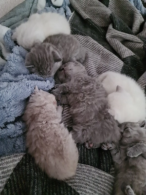 BKH Kitten Bild 9