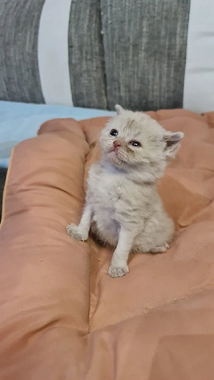 BKH Kitten Bild 8