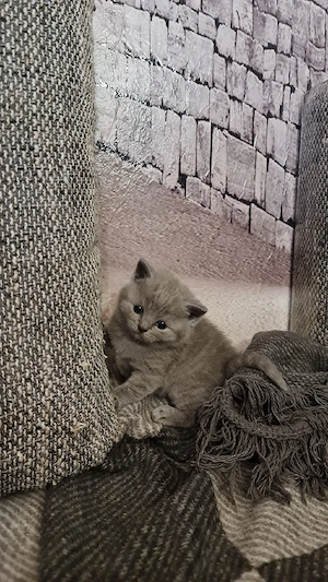 BKH Kitten Bild 10