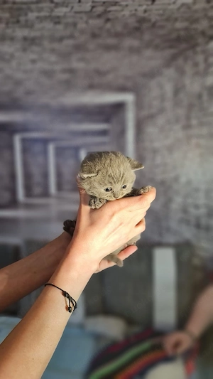BKH Kitten Bild 5