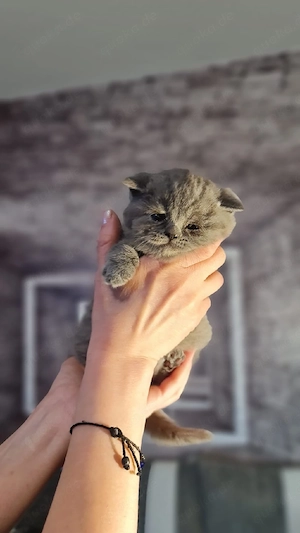BKH Kitten Bild 3